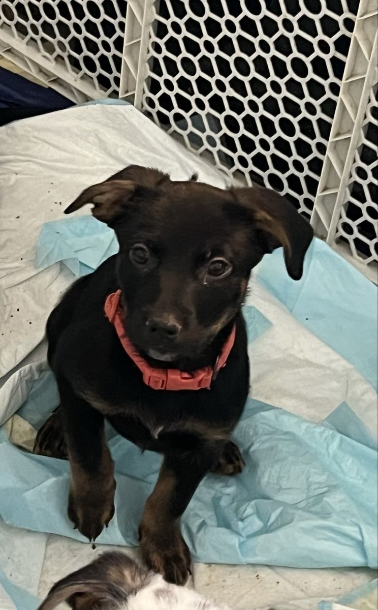 Border Collie Heeler Lab Mixes