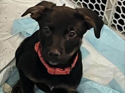 Border Collie Heeler Lab Mixes