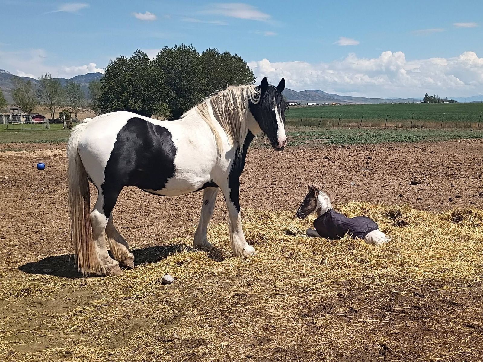 2017 Half Gypsy Mare