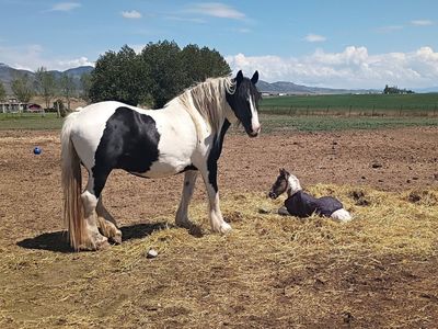 2017 Half Gypsy Mare