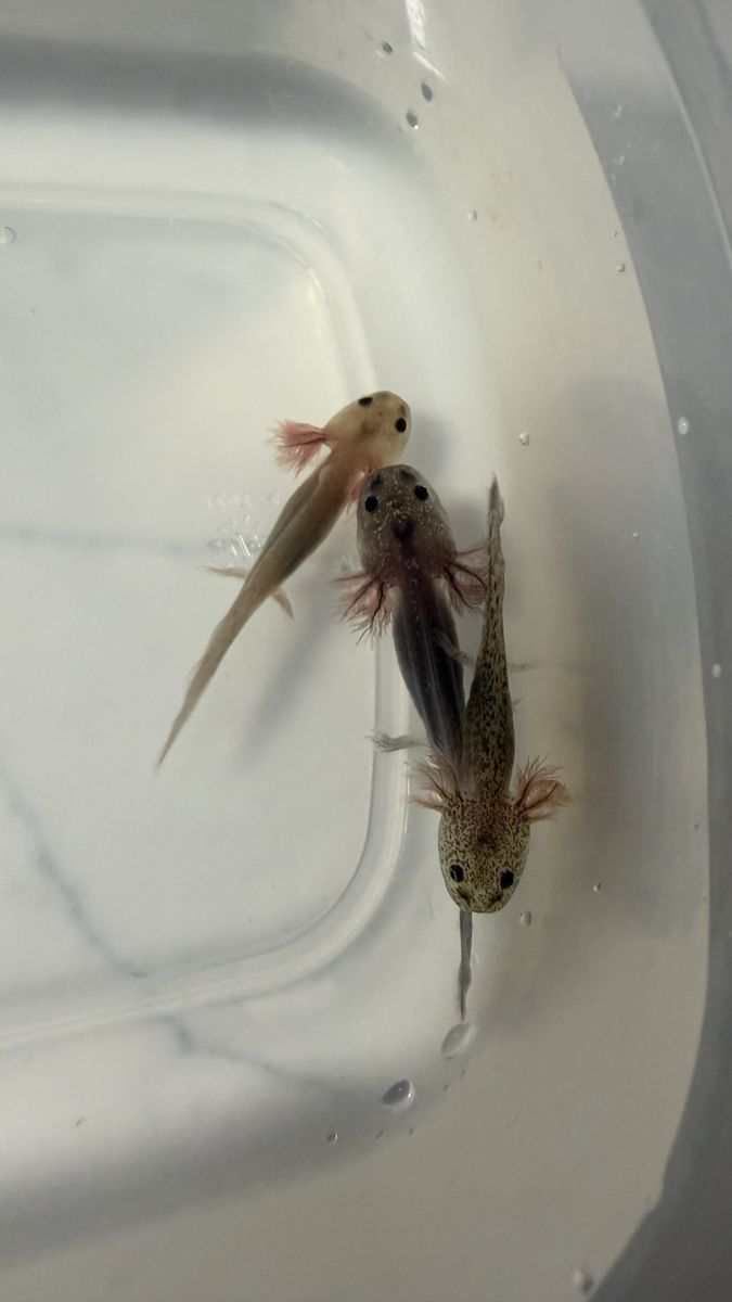Axolotls - Captivating Aquatic Pets