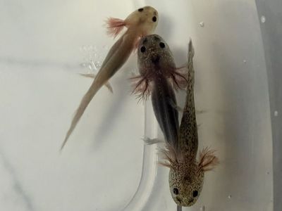 Axolotls - Captivating Aquatic Pets