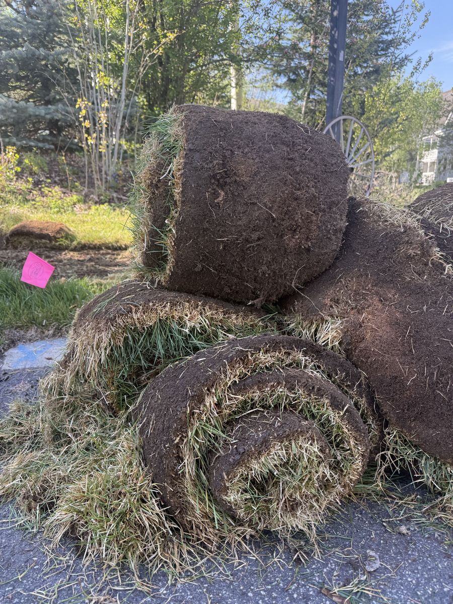 SOD/LAWN/Grass