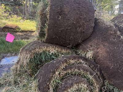 SOD/LAWN/Grass