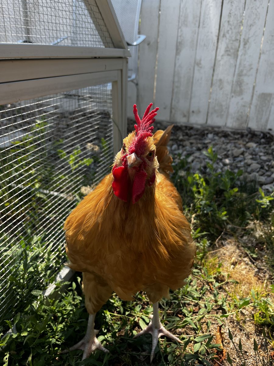 Free rooster