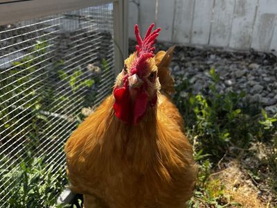 Free rooster