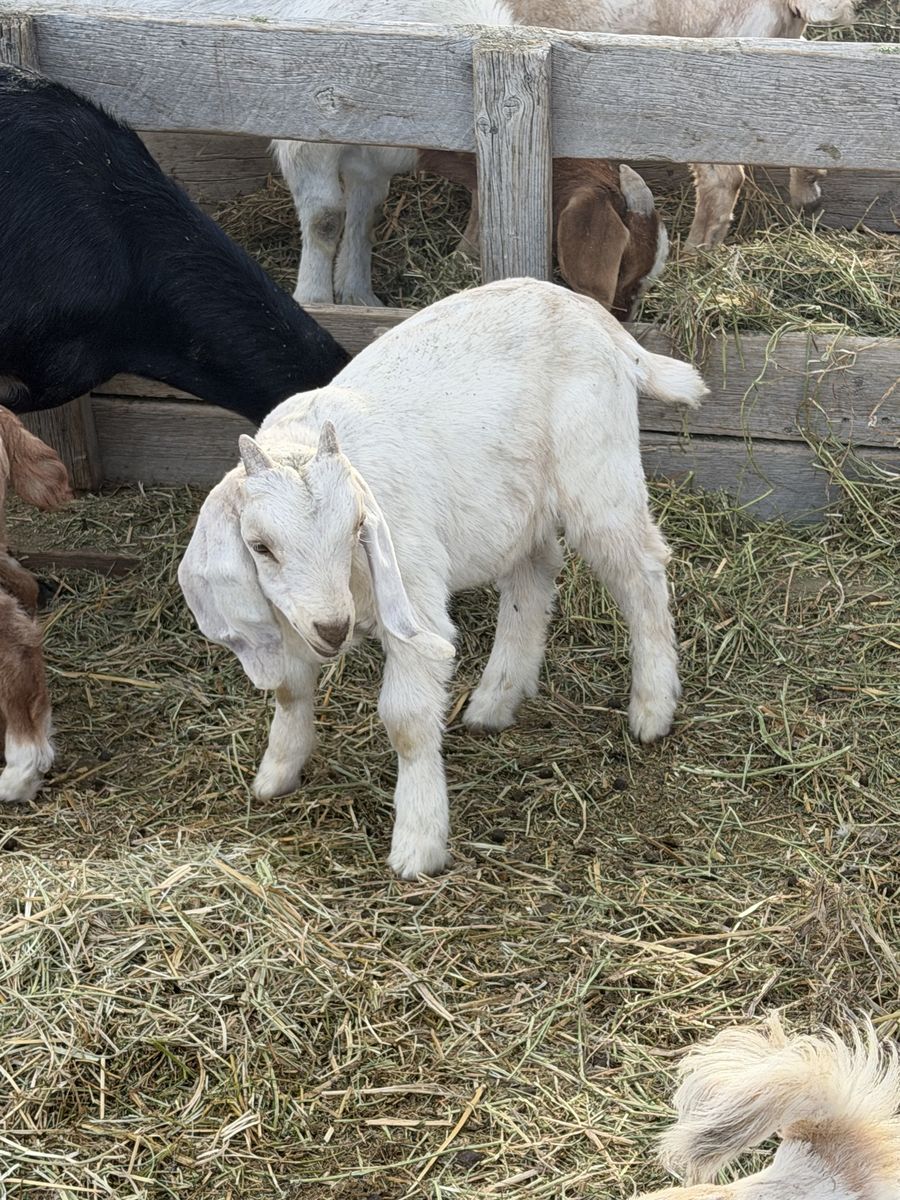 7 month old boer/nubian doeling