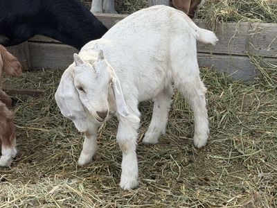 7 month old boer/nubian doeling