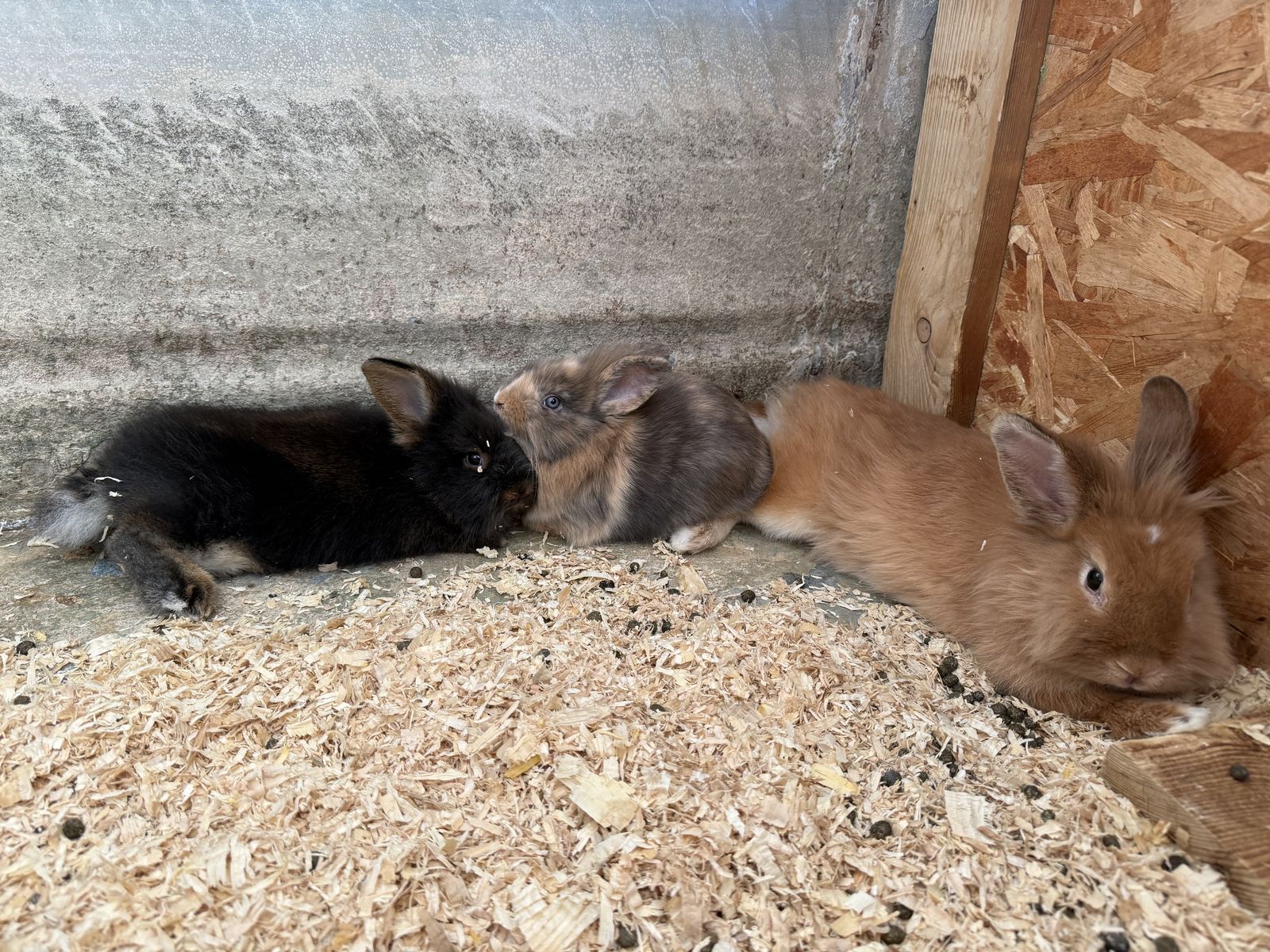 7 1/2 week old lionhead bunnies