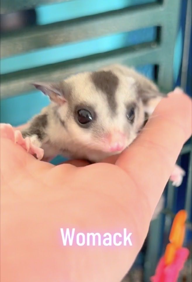 Mosaic ringtail Female Sugar Glider Joey