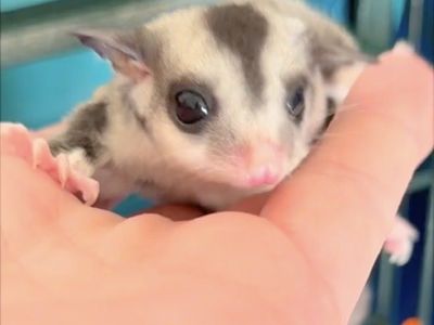 Mosaic ringtail Female Sugar Glider Joey