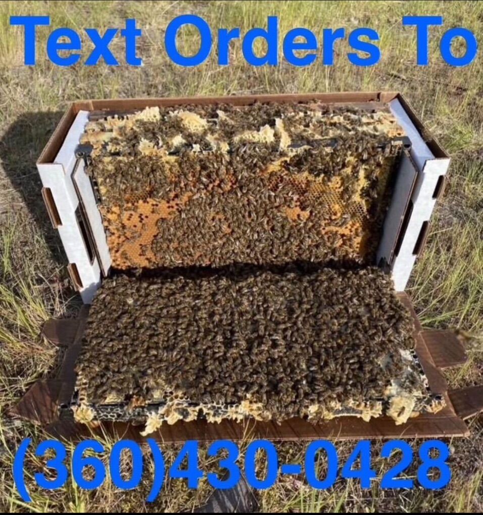 Bees 5 Frame Nucs Honey Nucleus