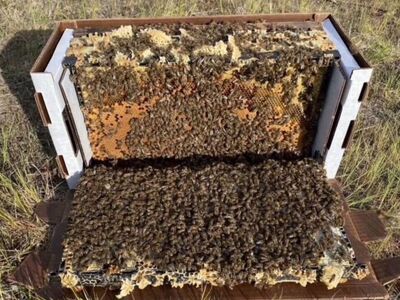 Bees 5 Frame Nucs Honey Nucleus
