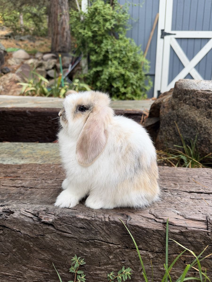 Holland Lop Buck