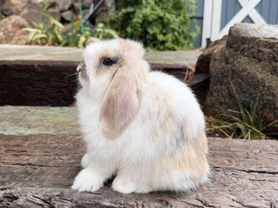 Holland Lop Buck