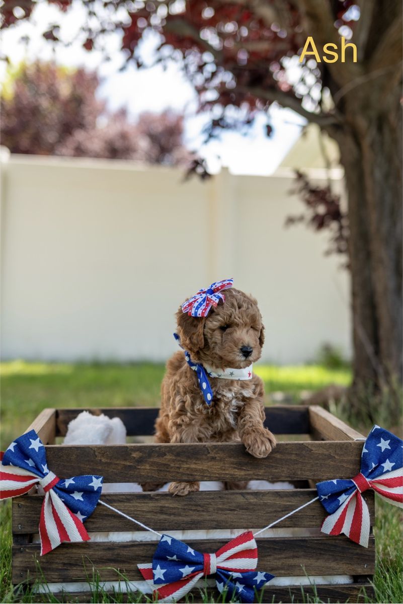 Adorable F1bb Mini Goldendoodle Puppies