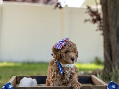 Adorable F1bb Mini Goldendoodle Puppies