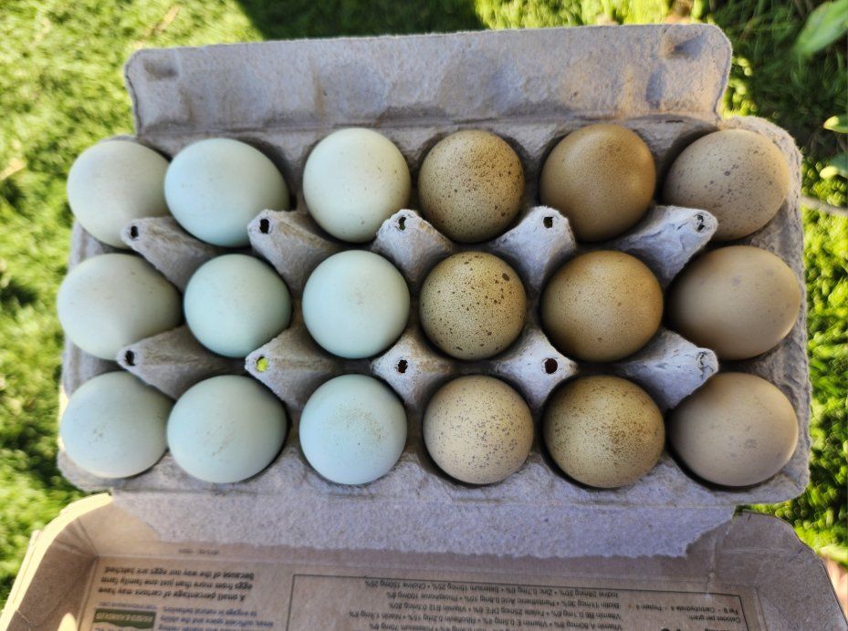 Silverudds Blue (Isbar) Fertile Hatching Eggs