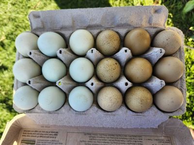 Silverudds Blue (Isbar) Fertile Hatching Eggs