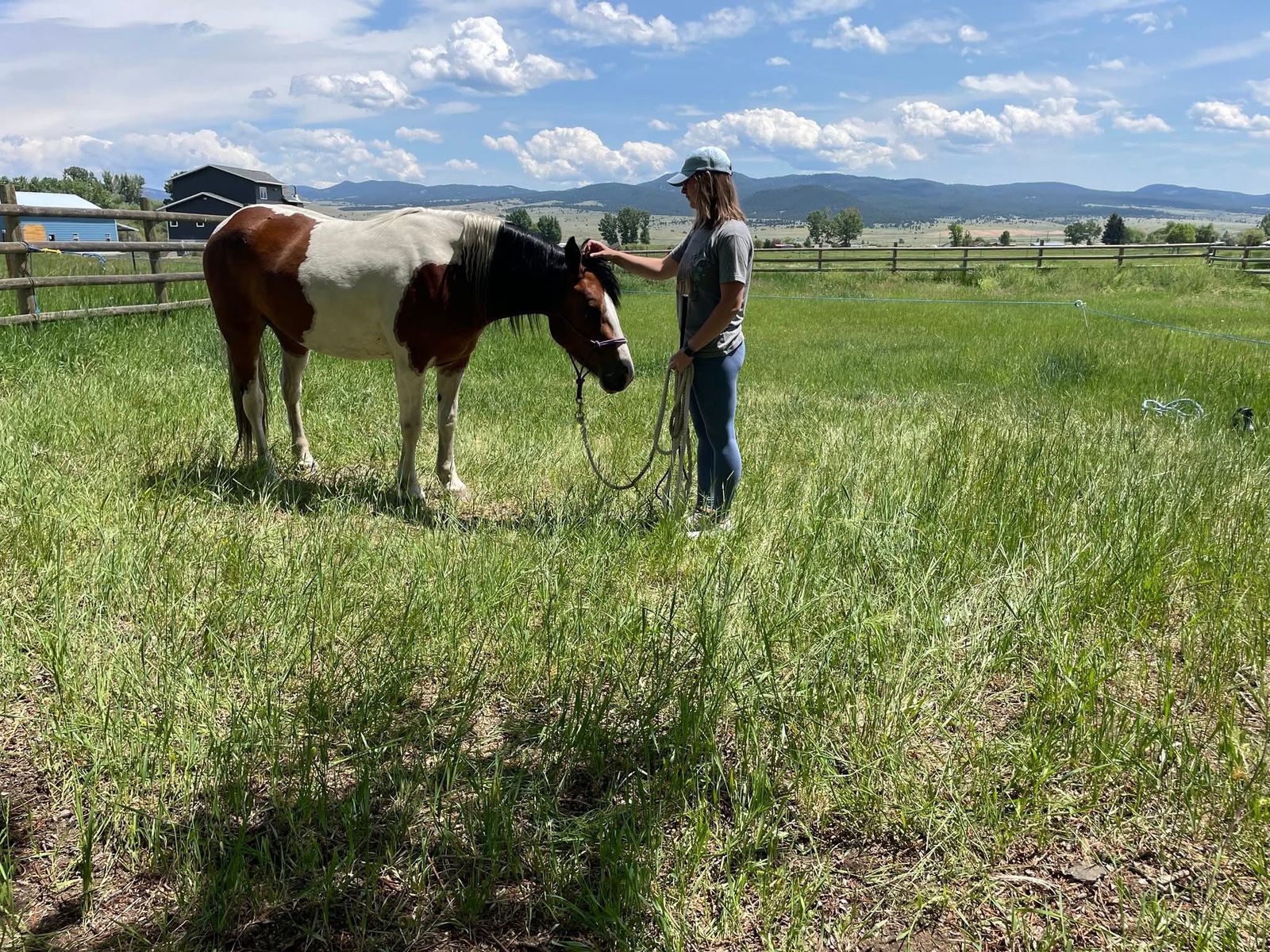 4 year old percheron/quarter mare