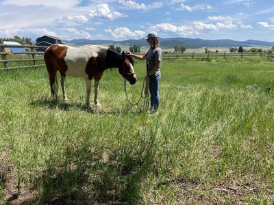 4 year old percheron/quarter mare