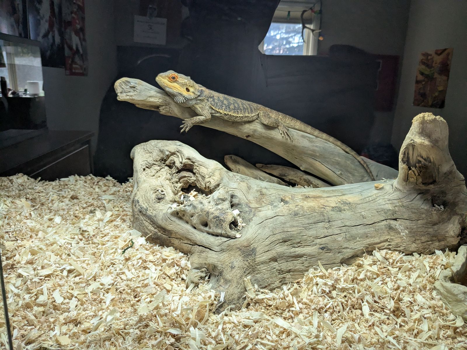 bearded dragon and supplies