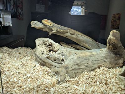bearded dragon and supplies