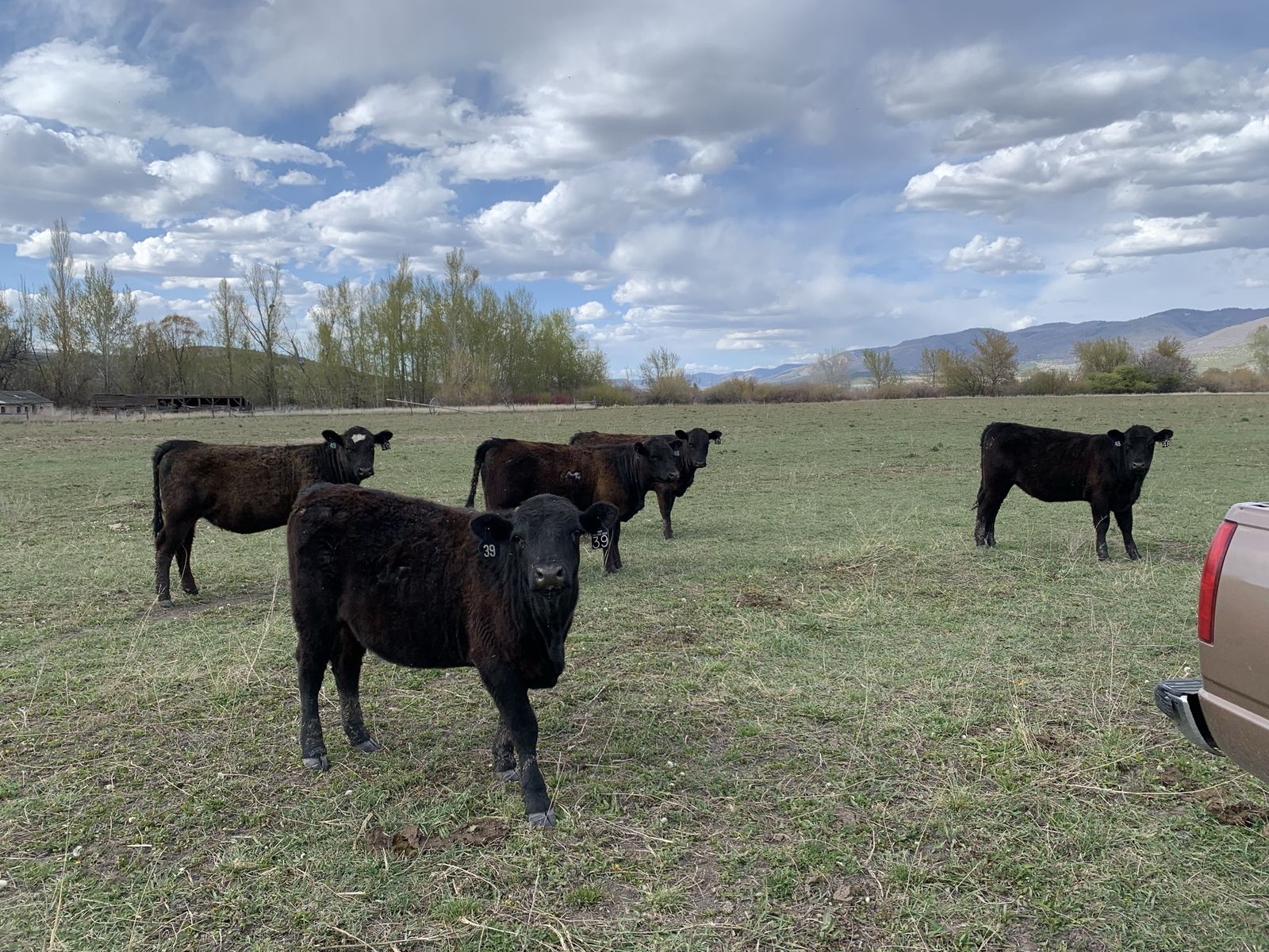 ISO angus bull for lease