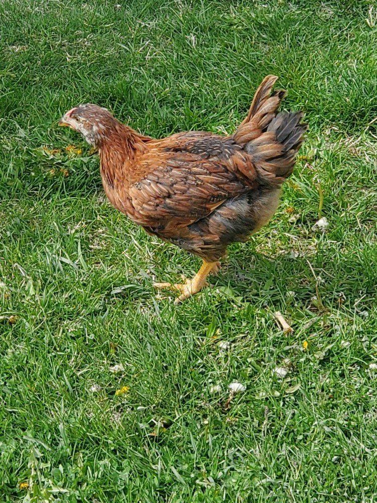 Coop ready, 2 Month Old Sexlink Poulet