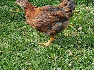 Coop ready, 2 Month Old Sexlink Poulet