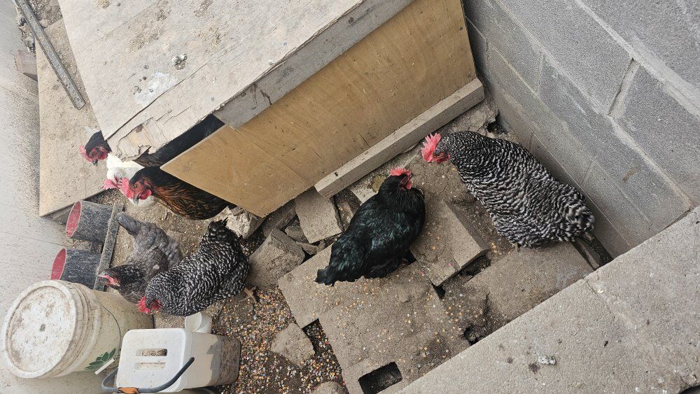 Hens for sale | $15 each