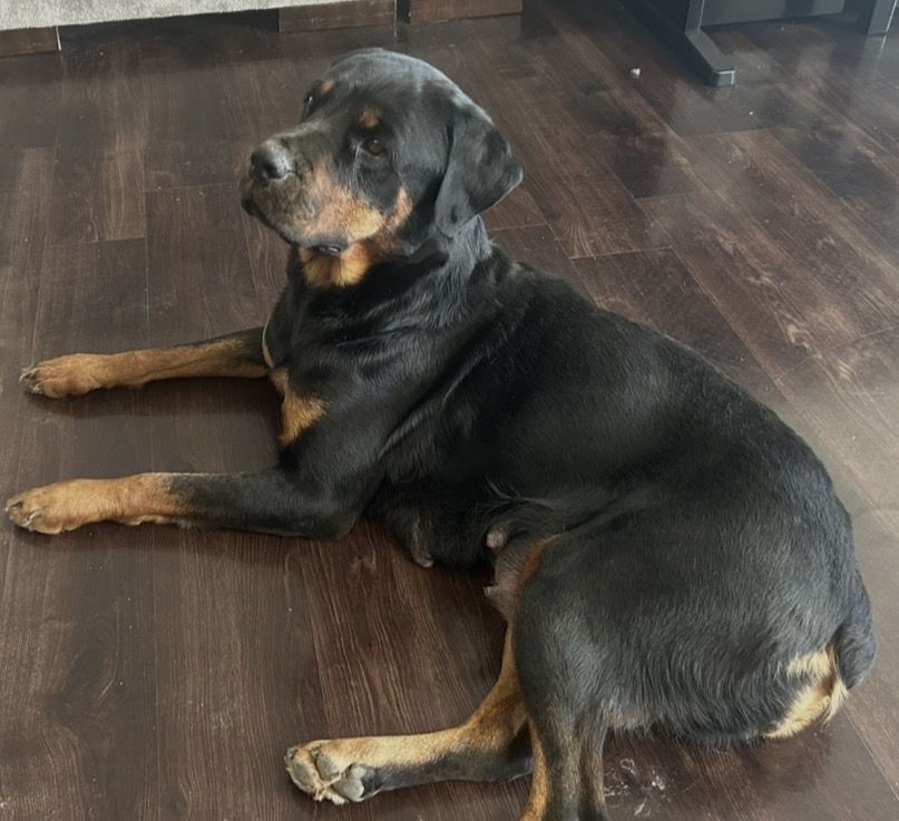 Free Rottweiler Female