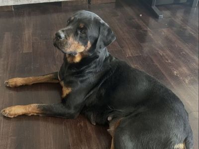 Free Rottweiler Female