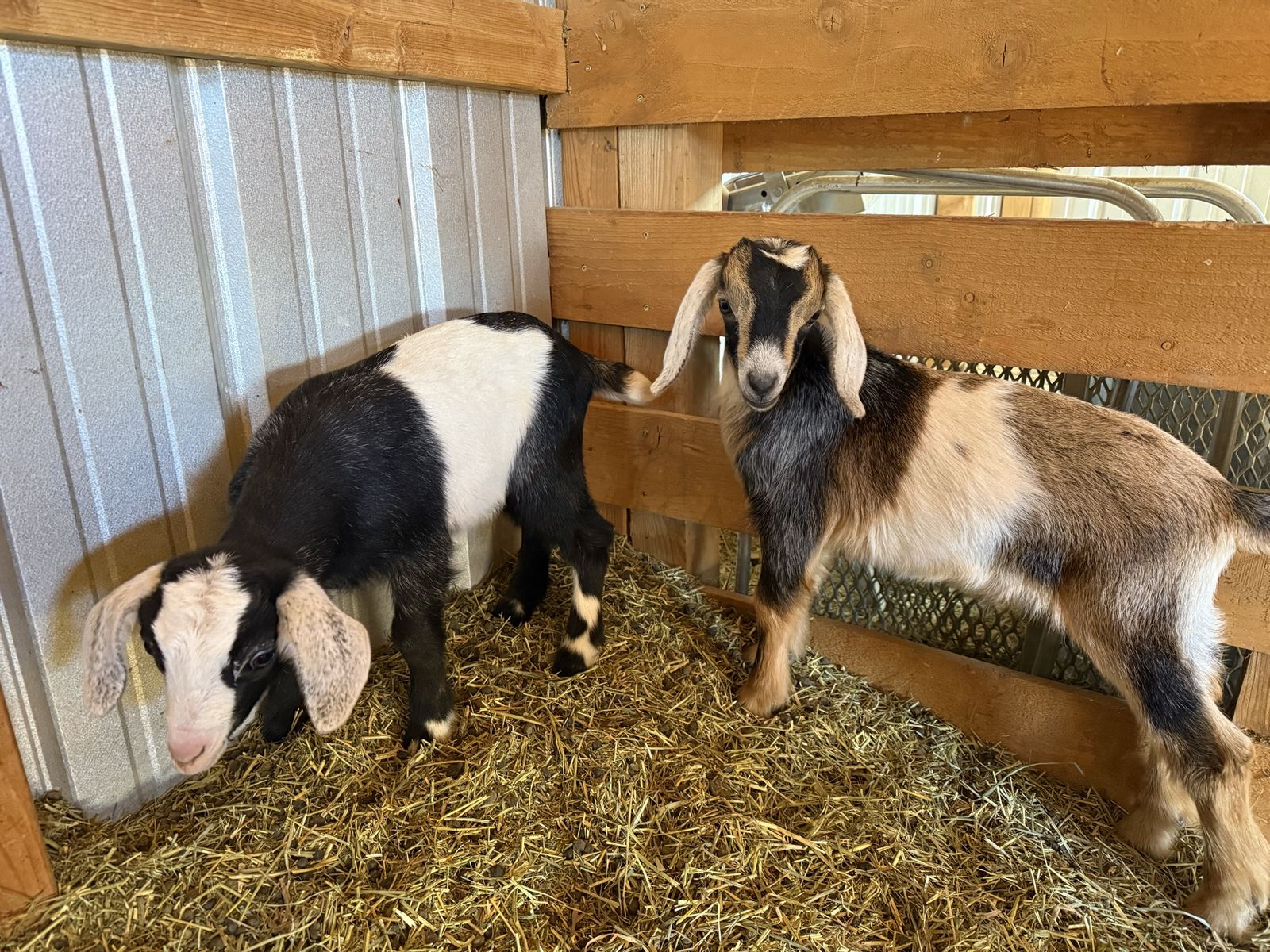 Nubian Kid Goats