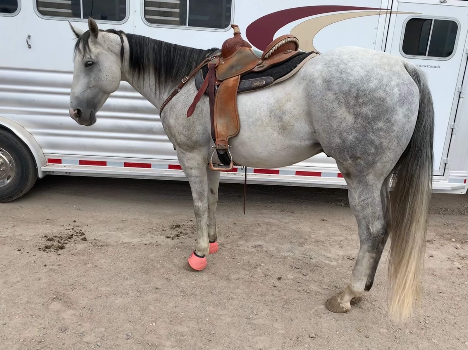 Barrel Horse Prospect