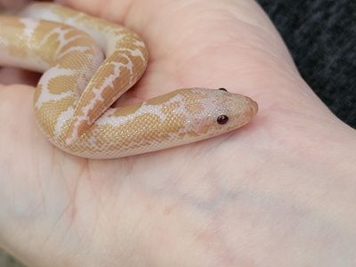 Baby Male Snow Kenyan Sand Boa