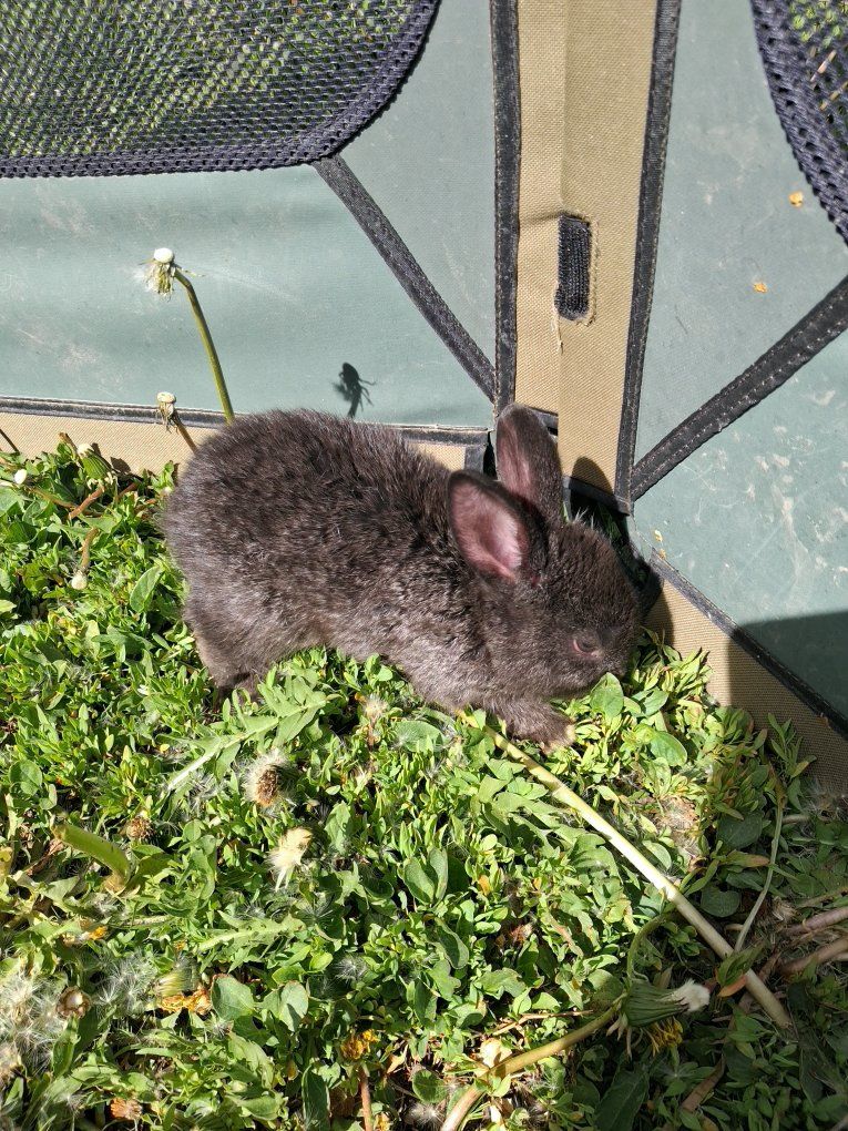 baby bunnies!