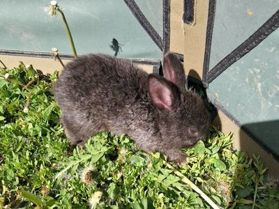 baby bunnies!