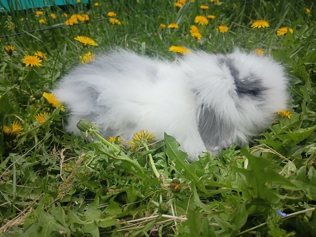 Boutique Teddywidder Bunnies