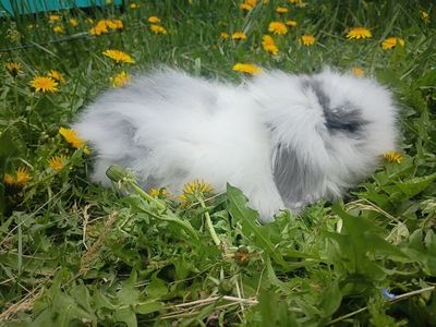 Boutique Teddywidder Bunnies