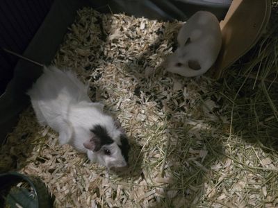 Guinea pigs, Cage, and everything else