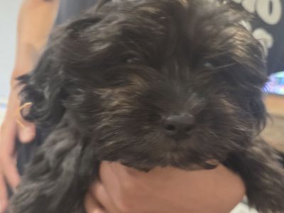 Shih tzu for sale