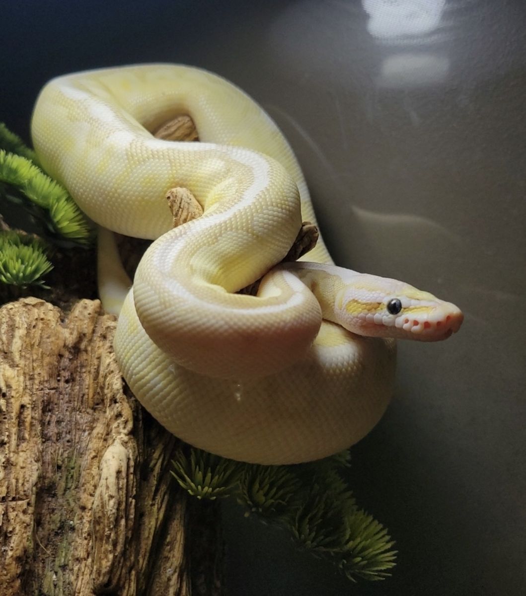 Beautiful Banana Ball Python
