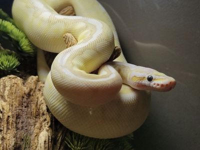 Beautiful Banana Ball Python