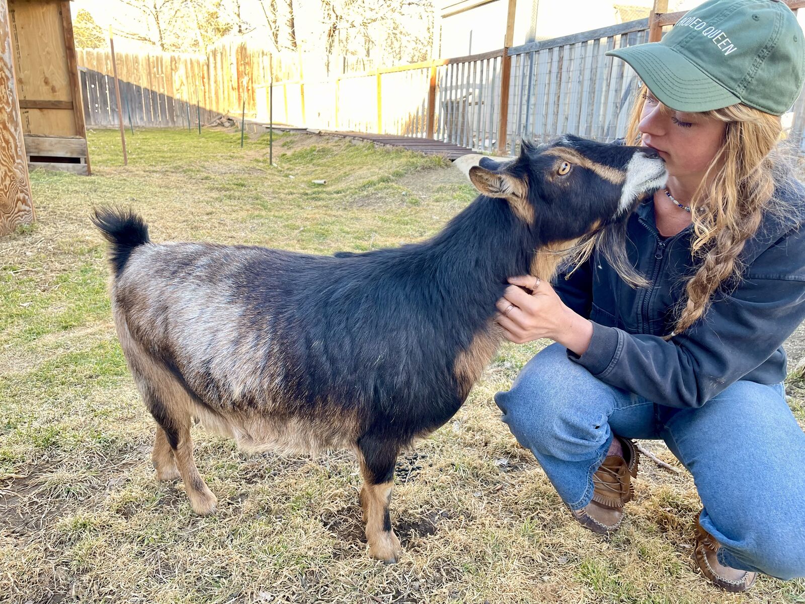 ADGA Registered Friendly Nigerian Dwarf Female
