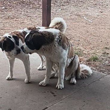 saint bernard pups. due mid April