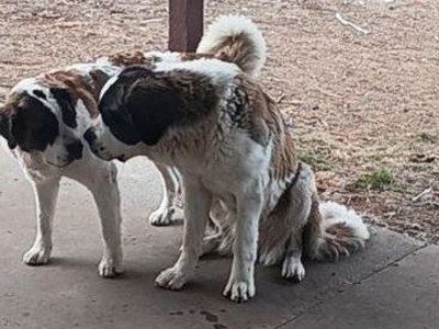 saint bernard pups. due mid April