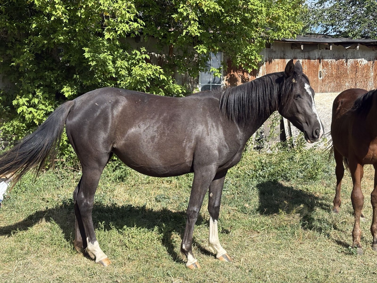 2 year old Black Filly