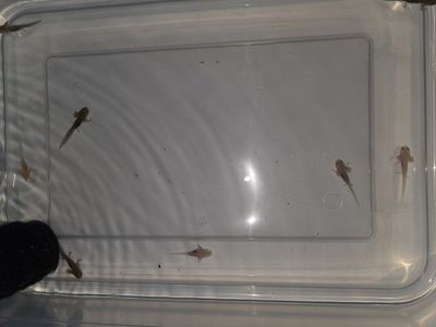 Axolotl