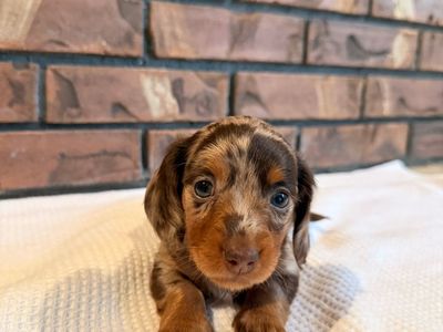 Mini Dachshunds